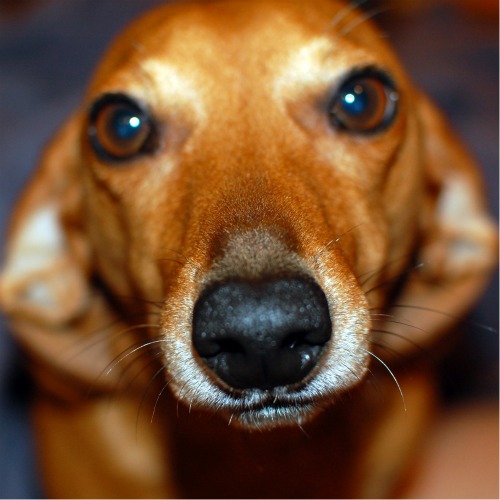 A close up of Jake dachshund, looking at the camera.