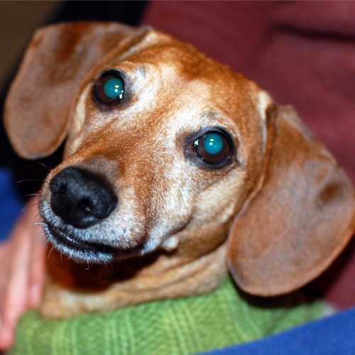 A close up of Basil dachshund's face. He is wearing a green sweater.