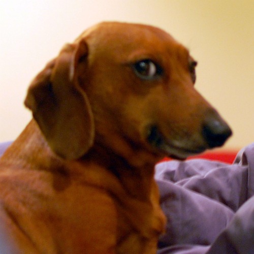 Elwood dachshund giving a side eye to the camera.