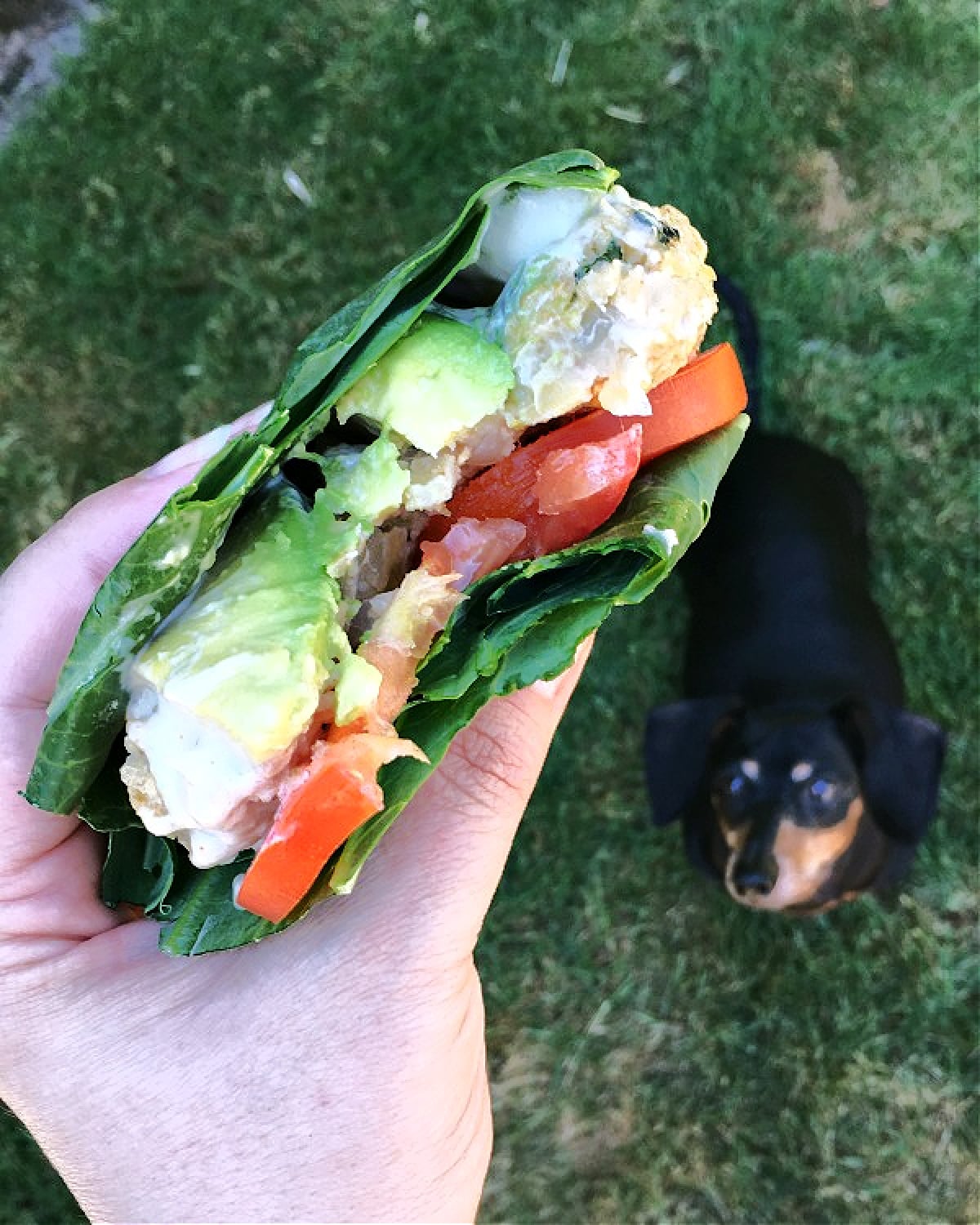 A hand holding a collard green wrapped veggie burger with two bites out of it. Burger is dressed with avocado and tomato. The background is green grass with a small black and tan dachshund looking up at the burger.