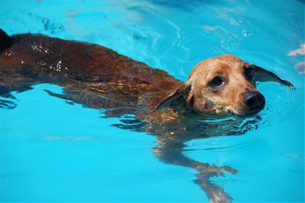 A dachshund dog swims in a clear blue pool.