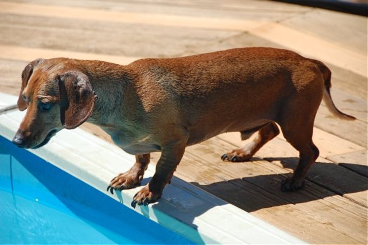 A dachshund dog stands at the edge of a swimming pool, about to jump in.