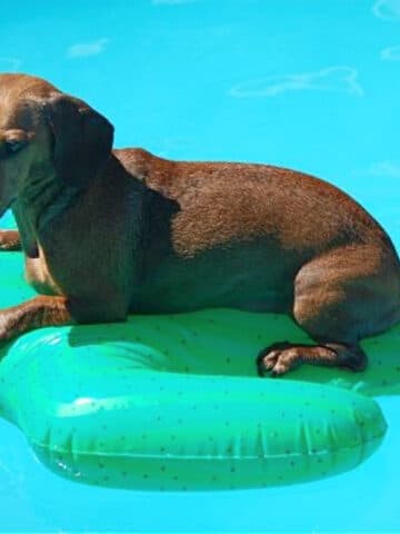 A dachshund dog floats on an inflatable cactus shaped toy in a clear blue swimming pool.